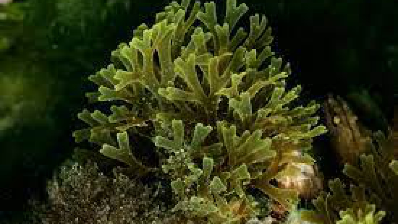 Dictyota hamifera