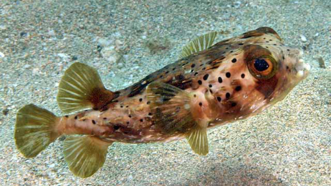Diodon holocanthus1