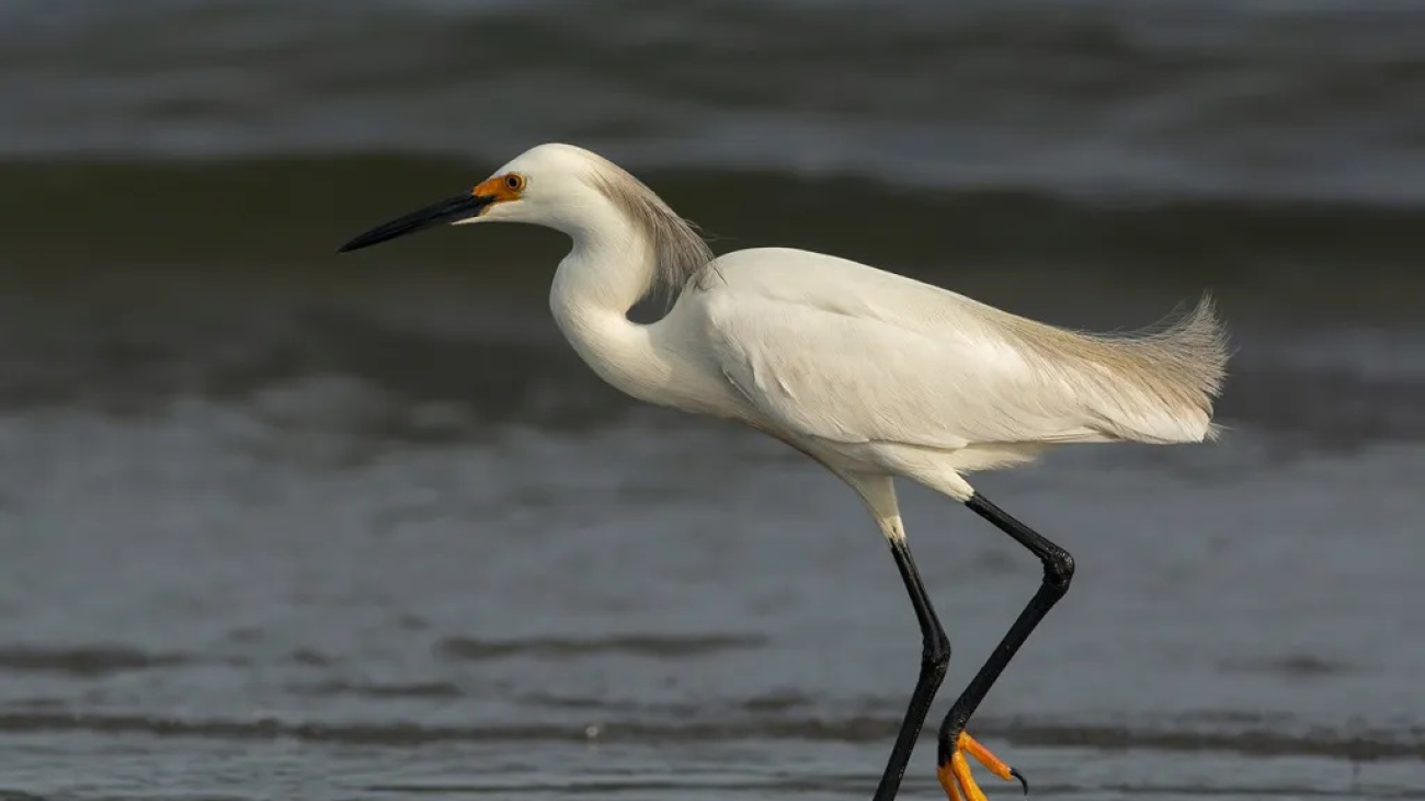 Egretta thula