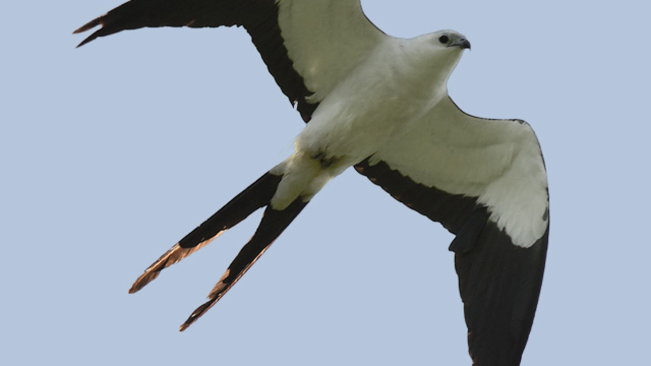 Elanoides forficatus