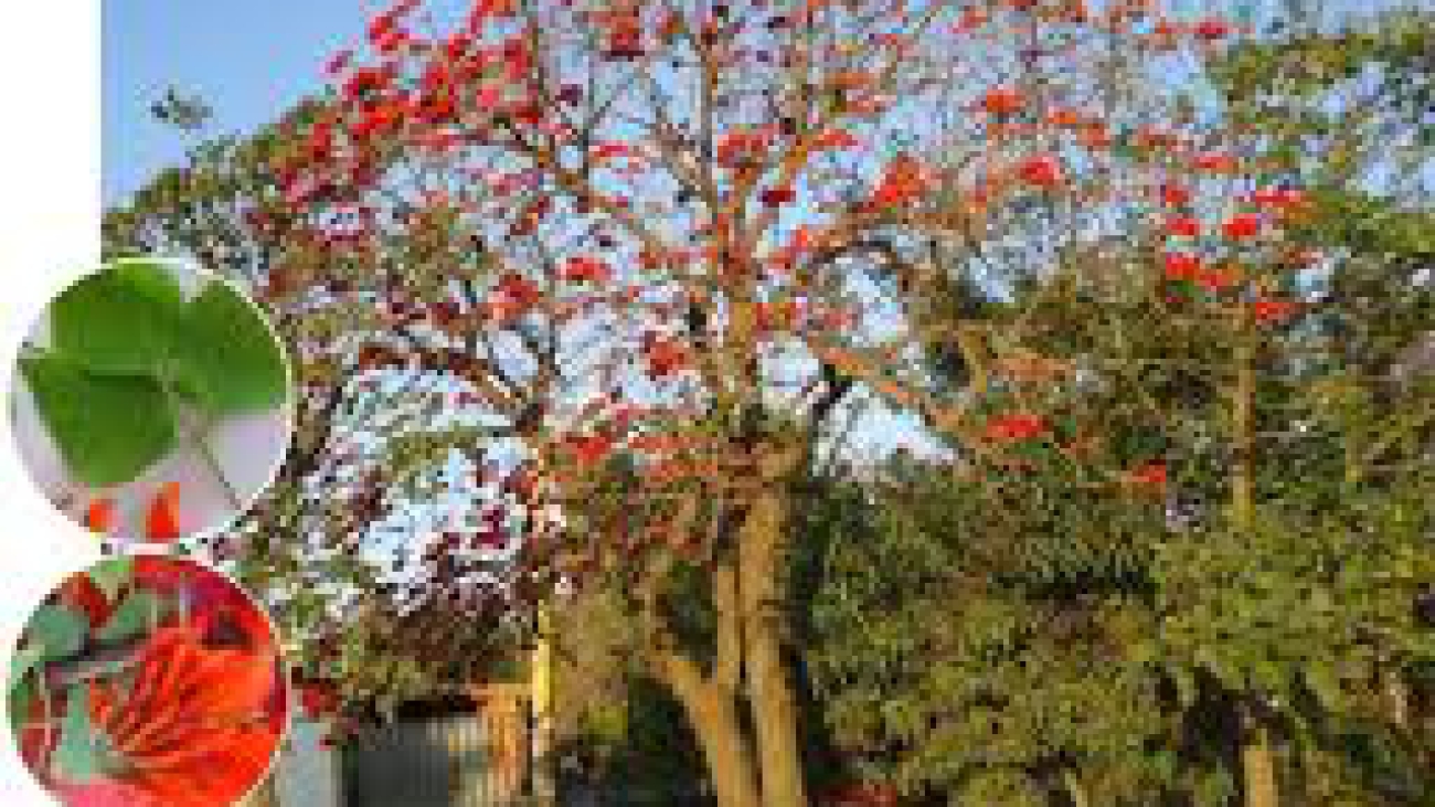 Erythrina fusca