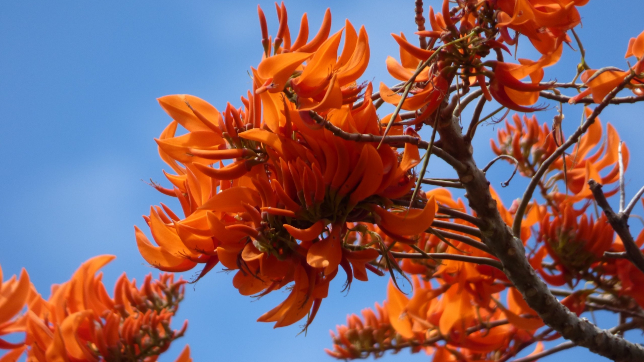 Erythrina_poeppigiana