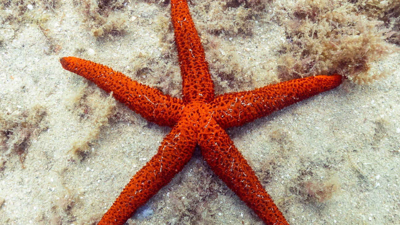 Estrella de Mar_(Echinaster_sepositus),_