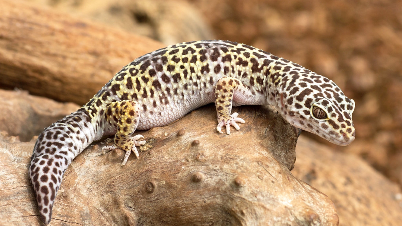 Eublepharis macularius