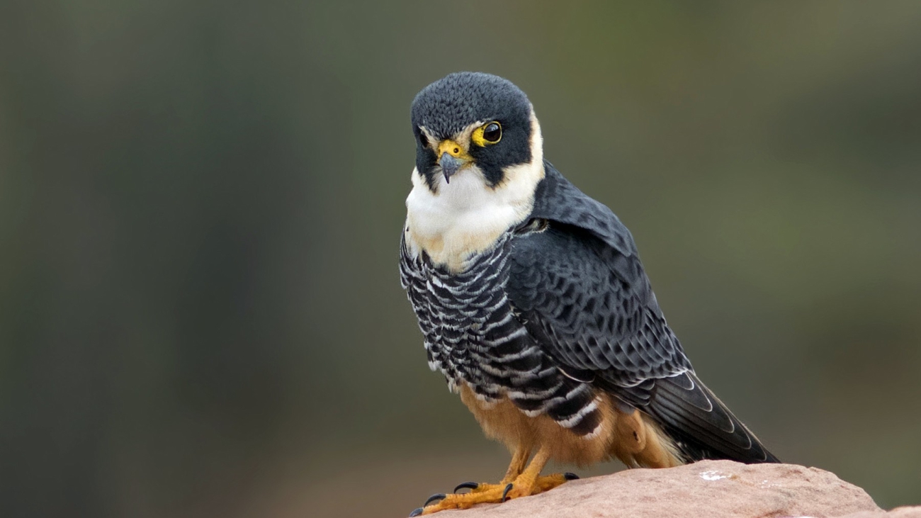 Falco rufigularis