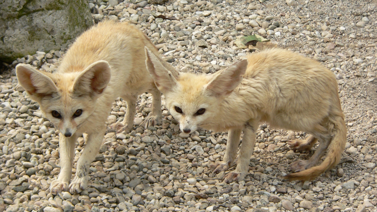 Fennec_Foxes