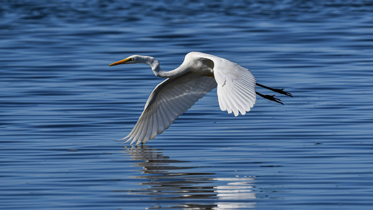Garza Blanca-heron