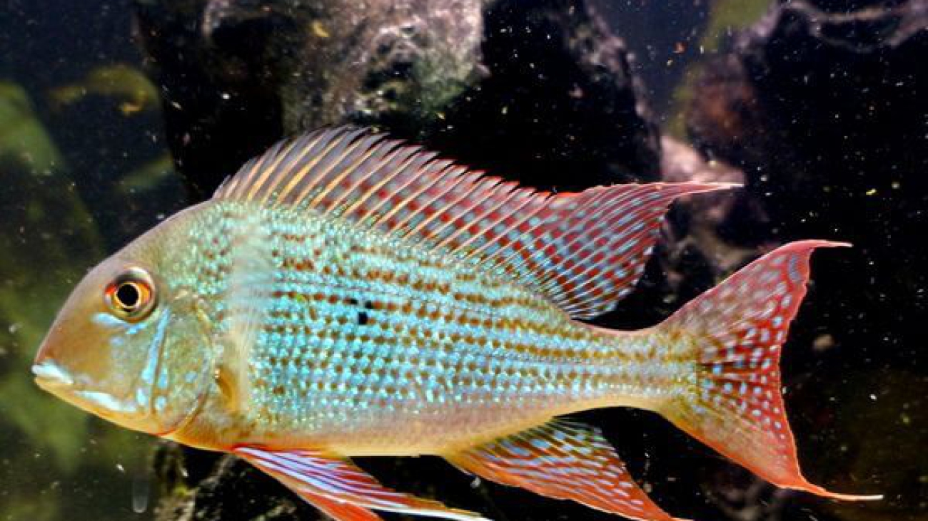 Geophagus-surinamensis_800x