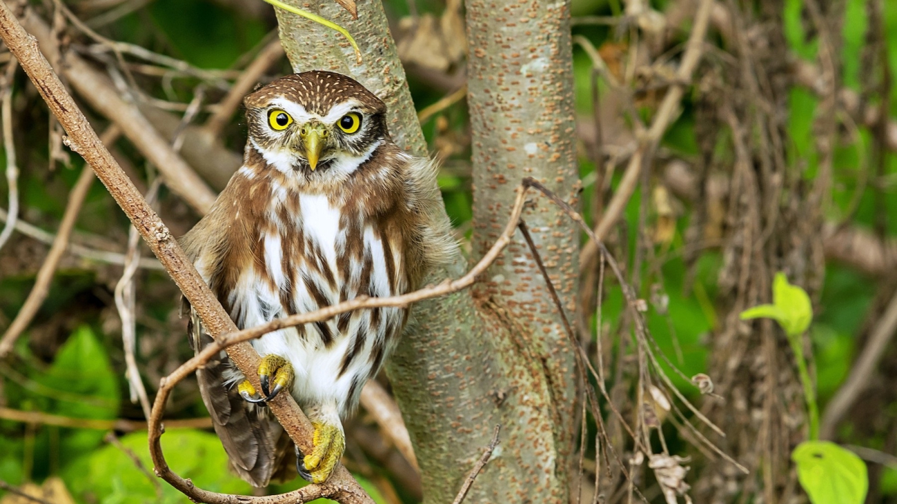 Glaucidium brasilianum