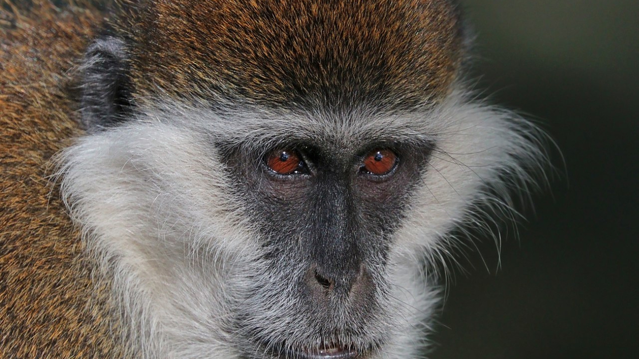 Grivet_(Chlorocebus_aethiops)_head_2