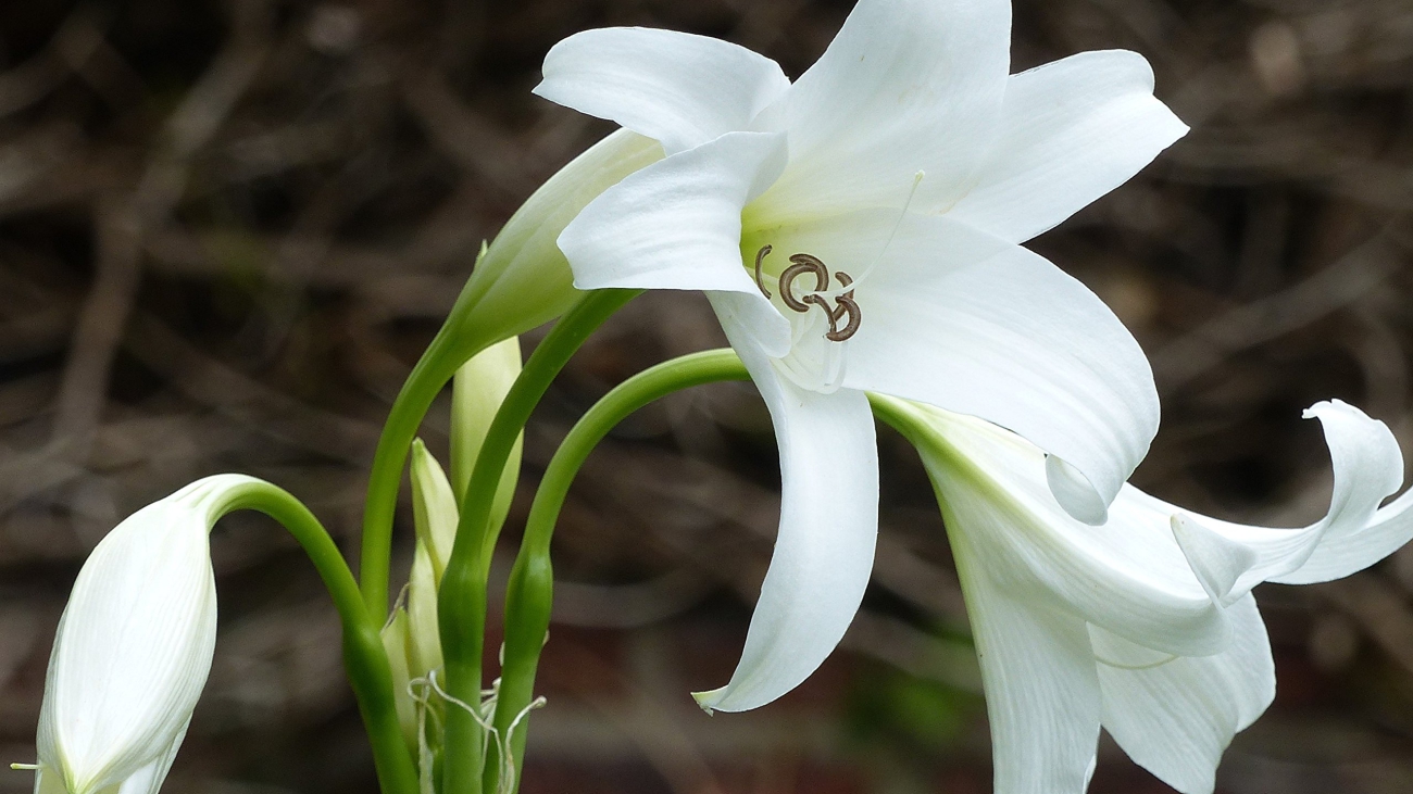 H_elegans
