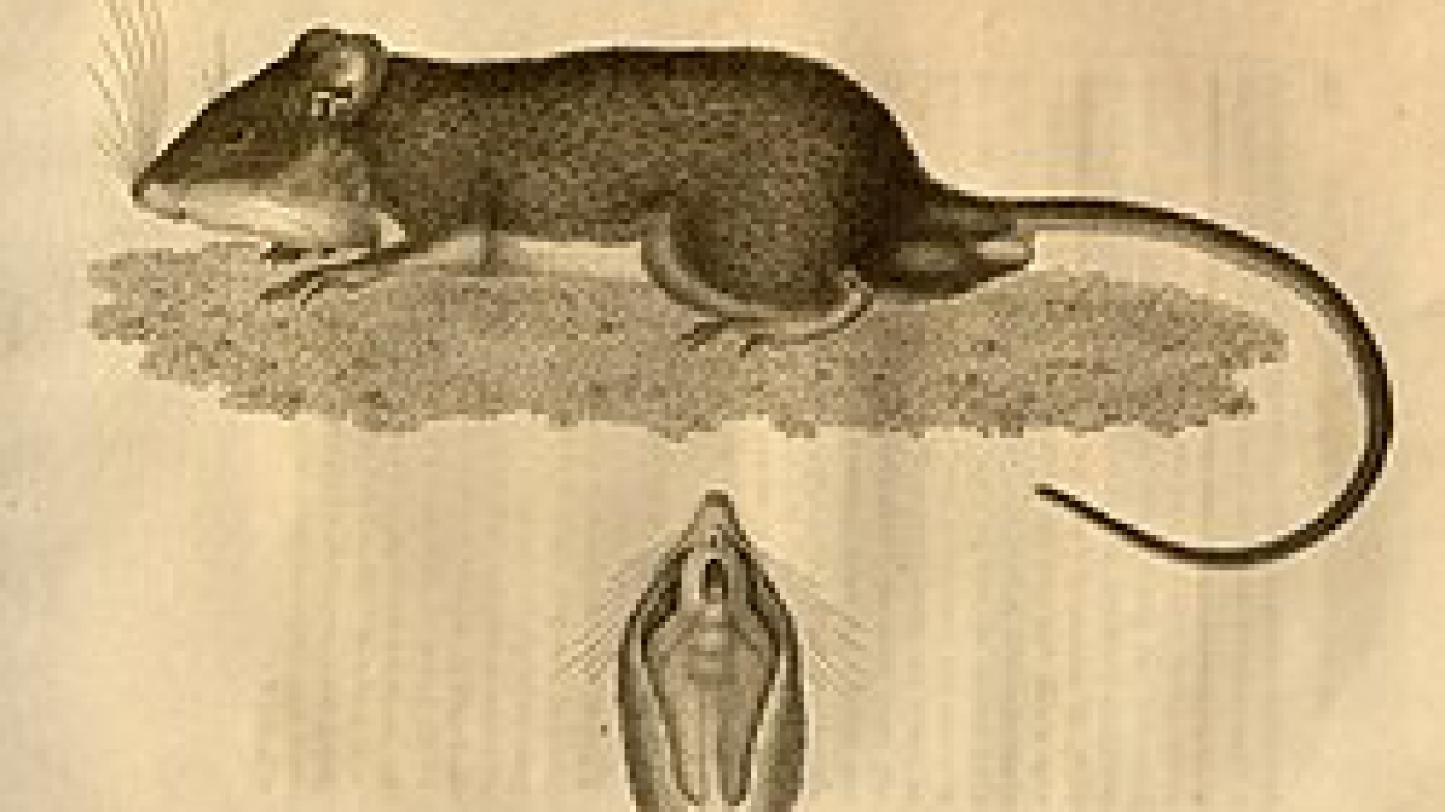 Heteromys anomalus