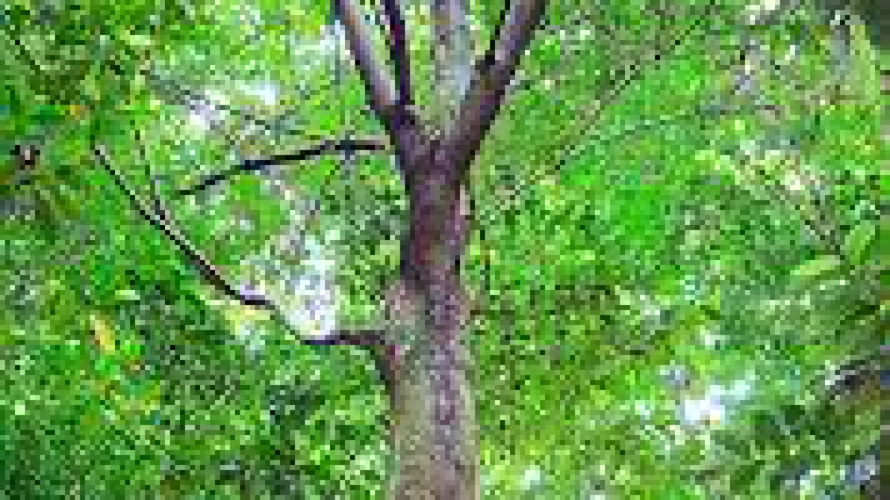 Hevea brasiliensis