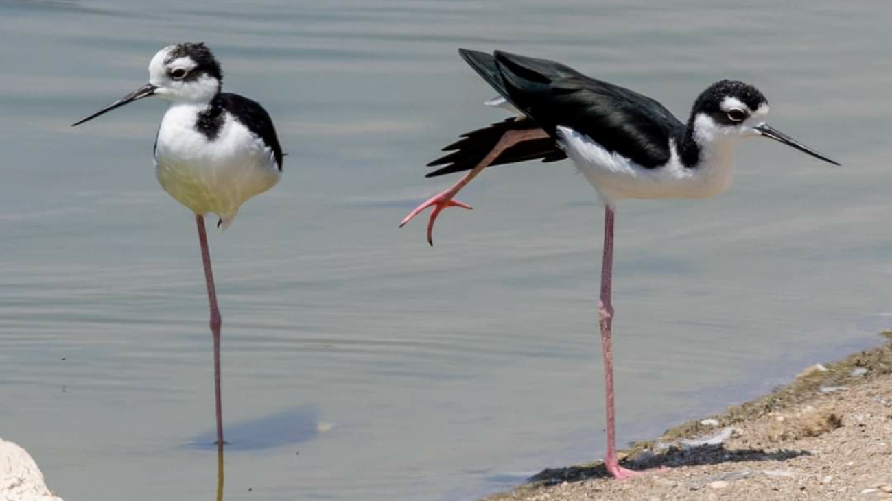 Himantopus mexicanus