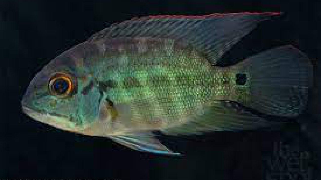 Hoplarchus psittacus