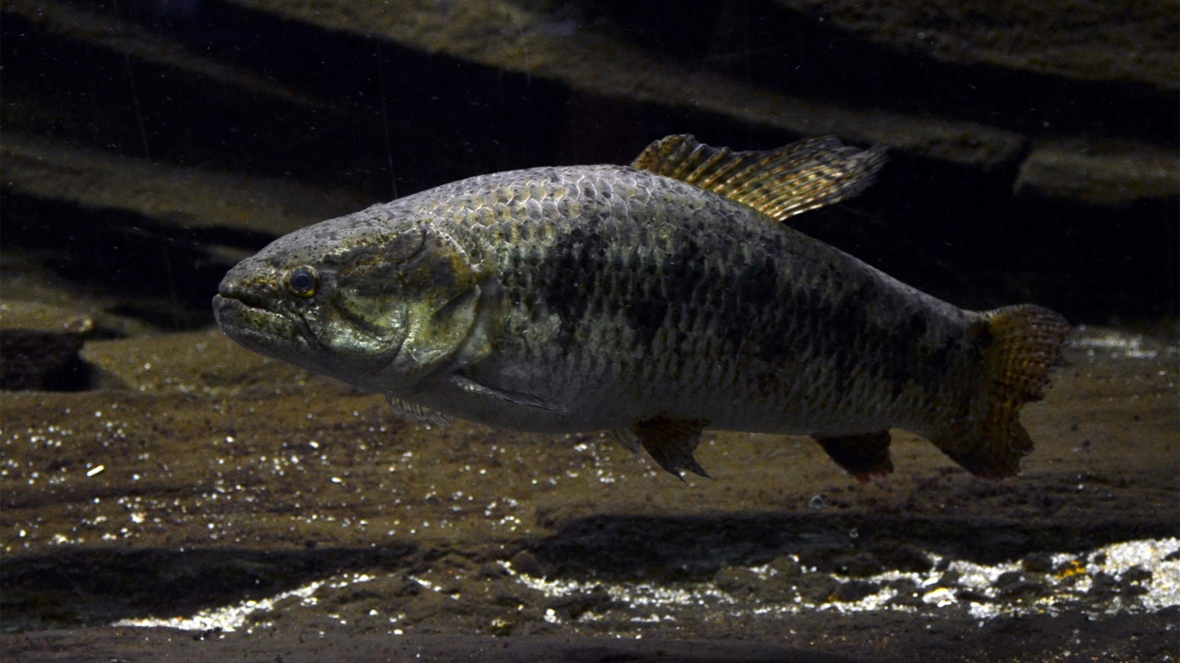 Hoplias_Aquarium