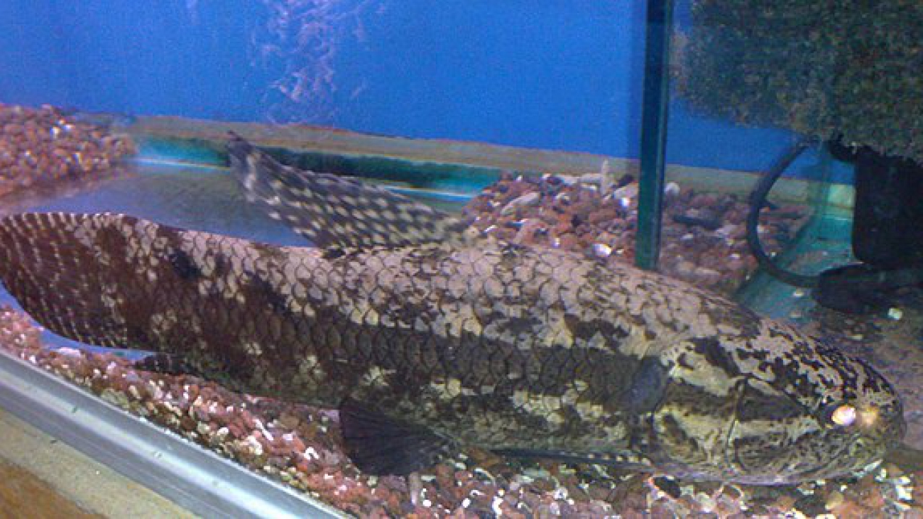 Hoplias_macropthalmus