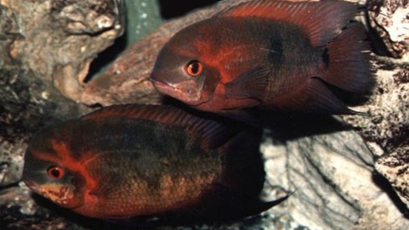Hypselecara coryphaenoides