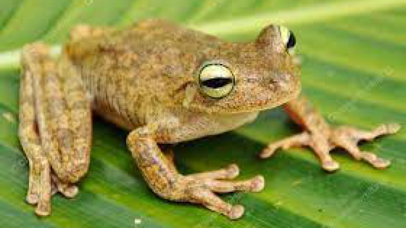 Hypsiboas crepitans