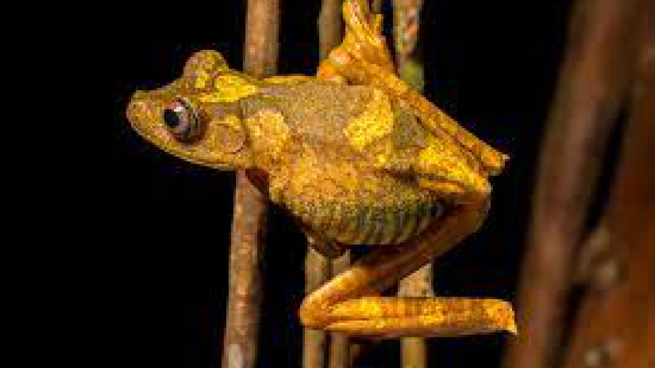 Hypsiboas geographicus