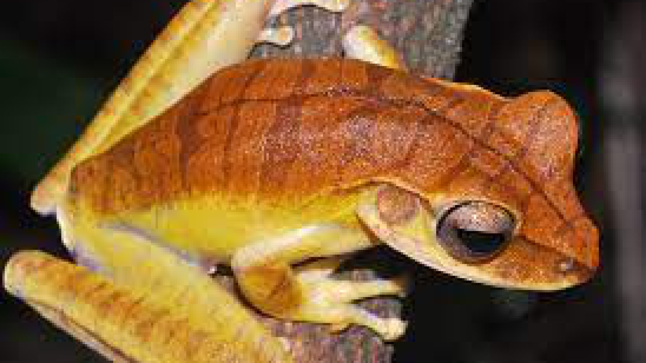 Hypsiboas multifasciatus