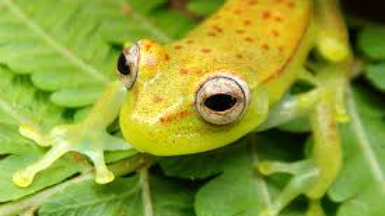 Hypsiboas punctatus