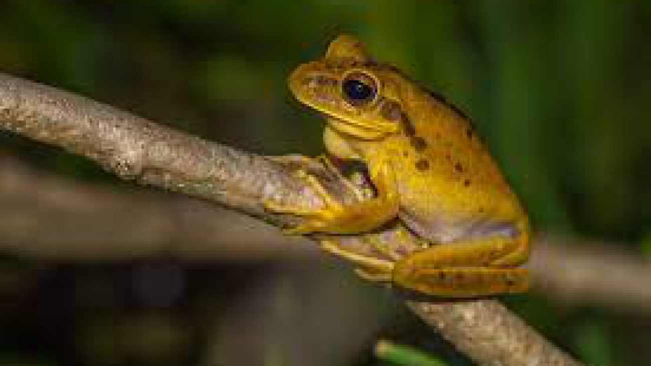 Hypsiboas raniceps