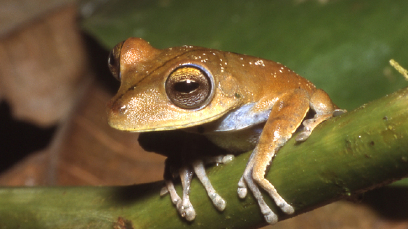 Hypsiboas_calcaratus