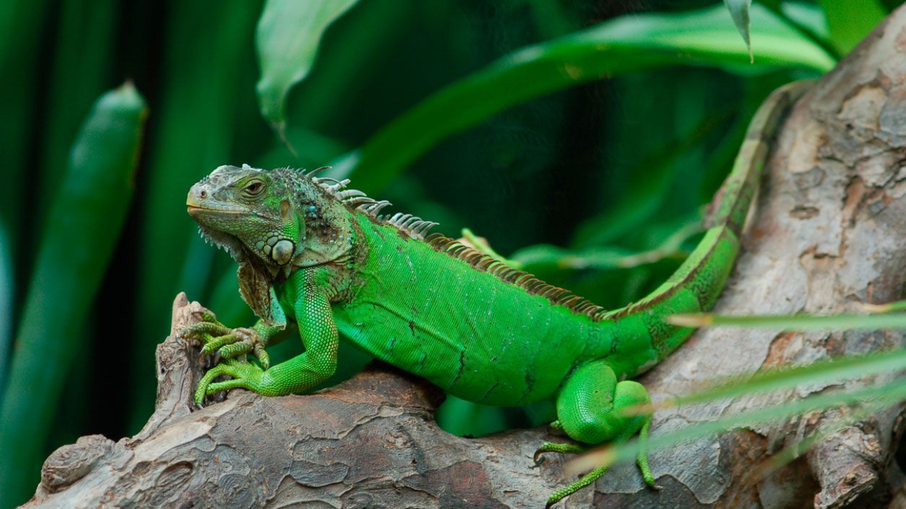 Iguana iguana