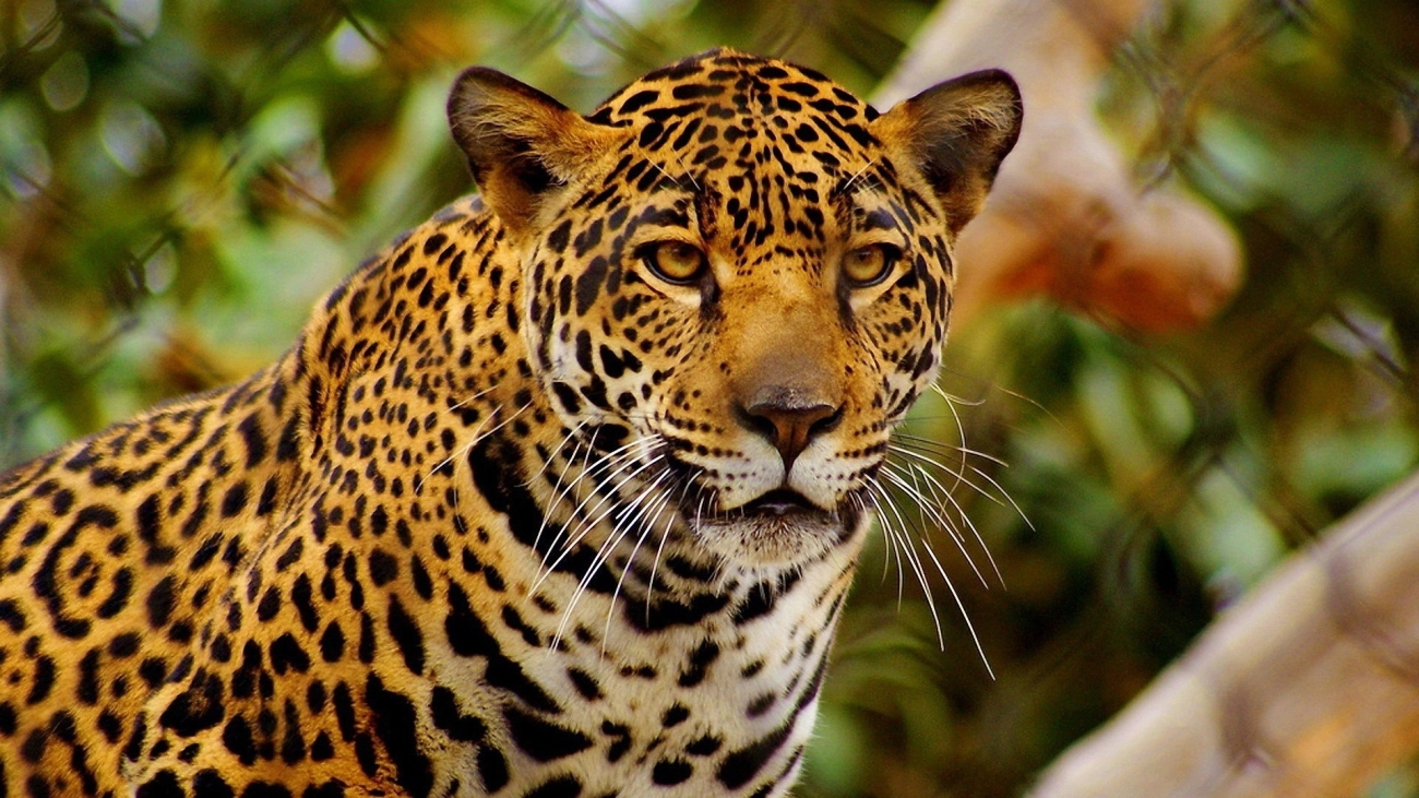 Jaguar_hd_full