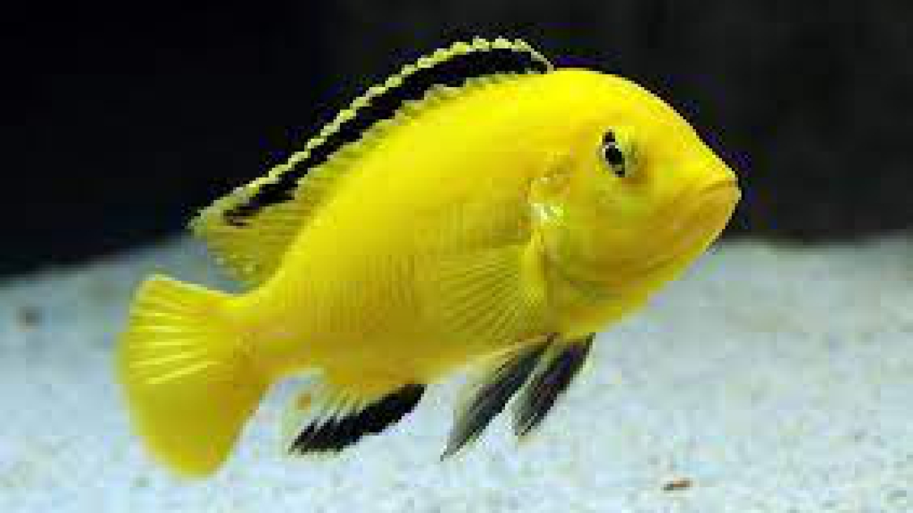 Labidochromis caeruleus