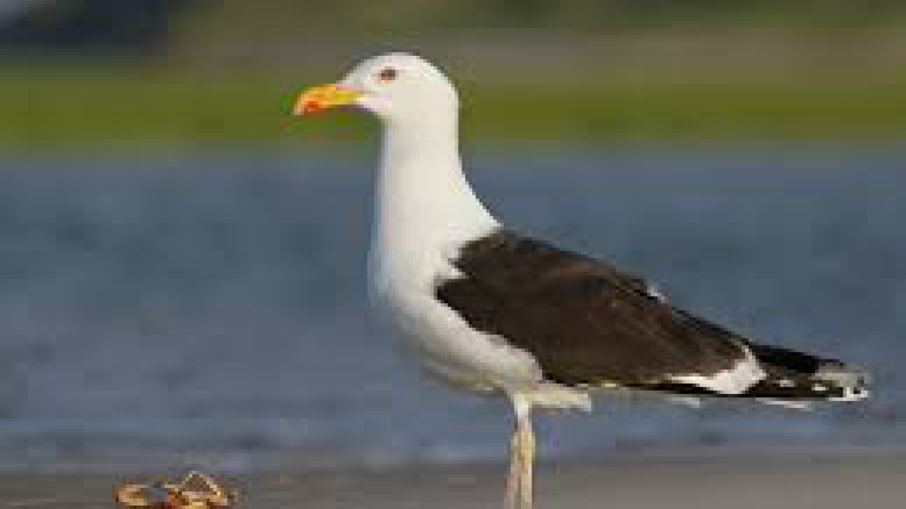 Larus marinus