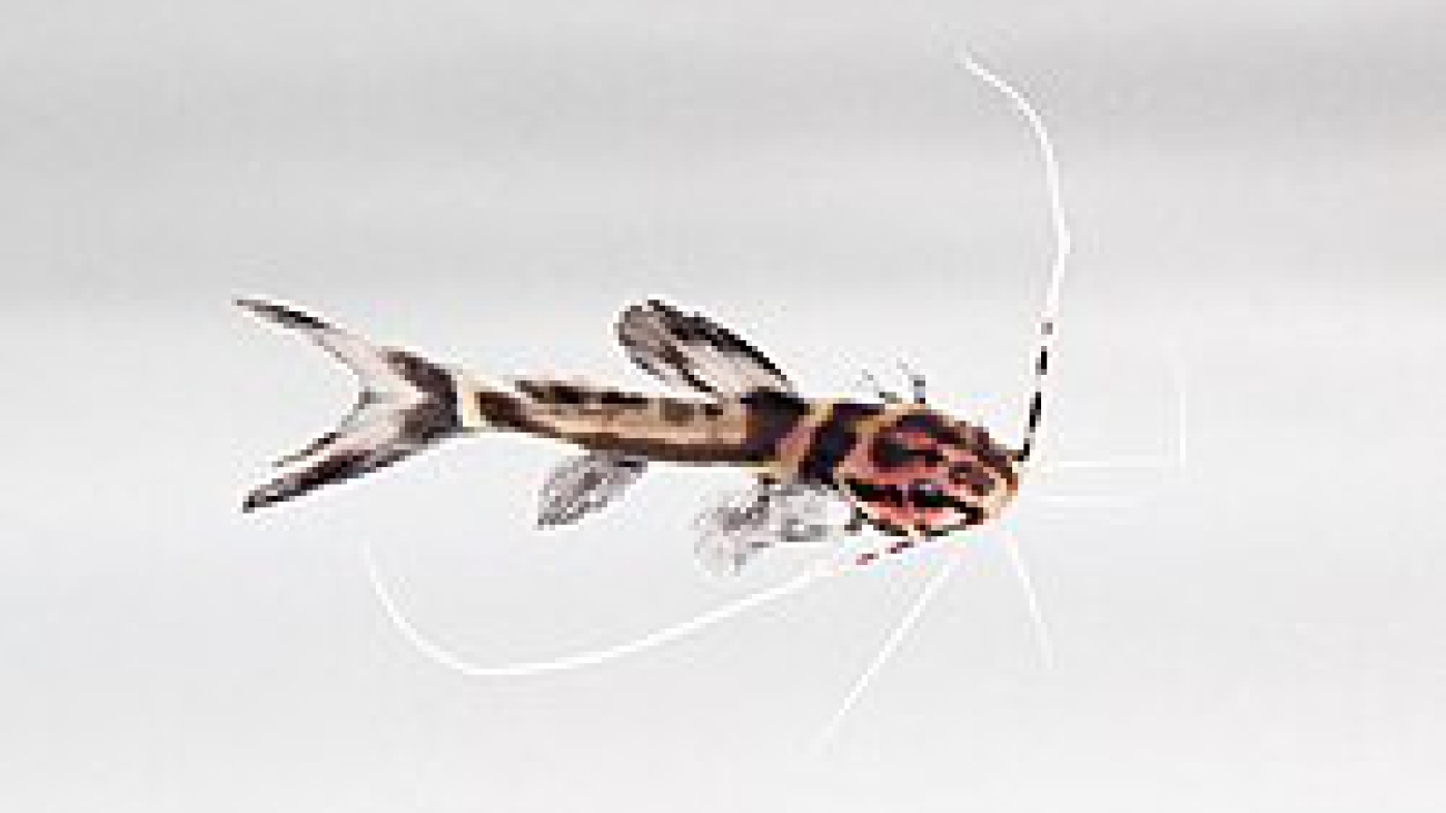 Leiarius marmoratus