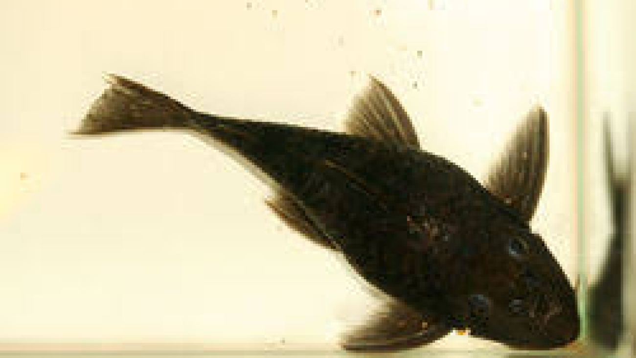 Leporacanthicus sp. L241