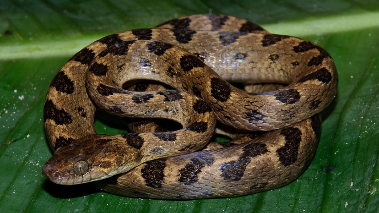 Leptodeira_annulata01a