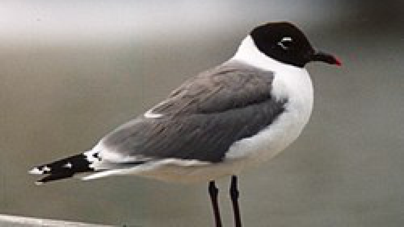 Leucophaeus pipixcan