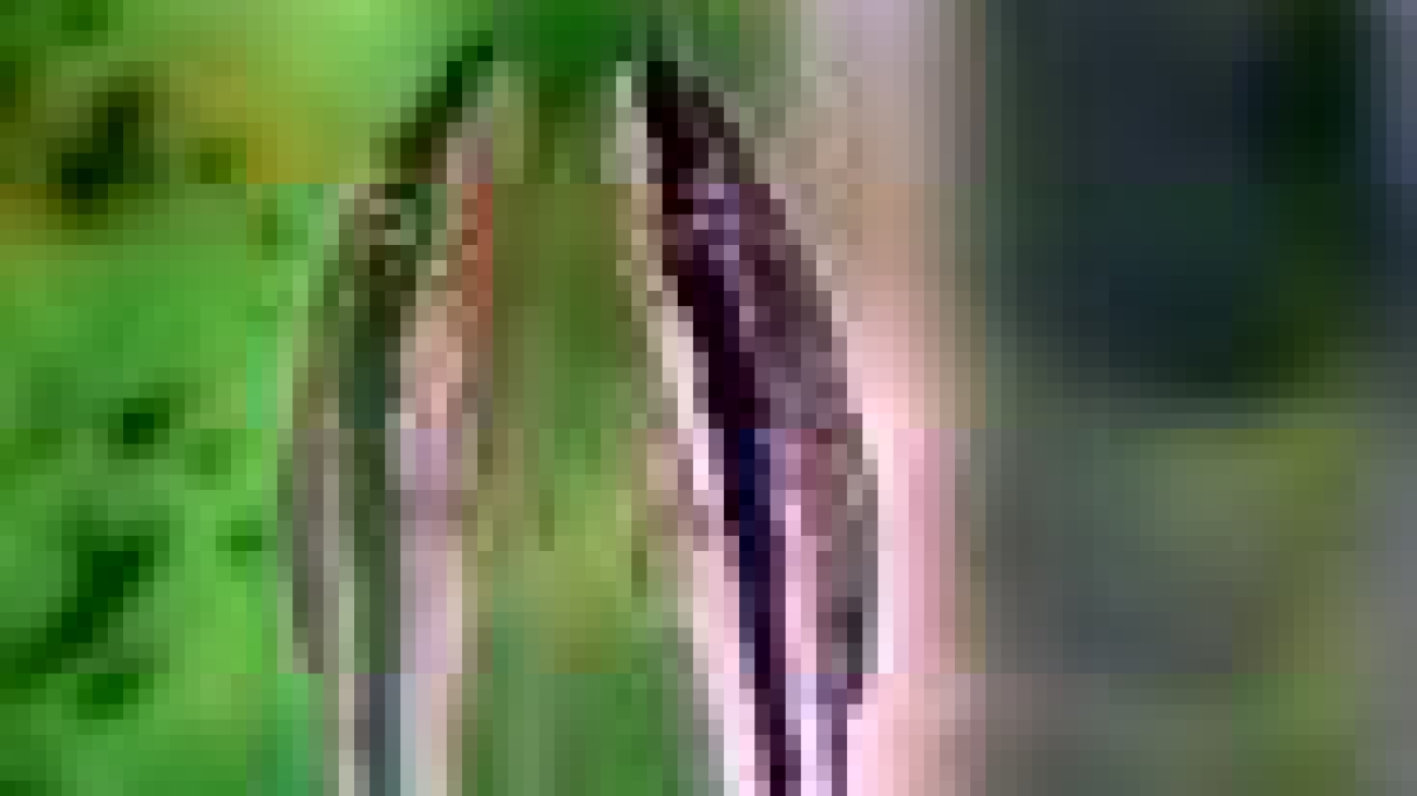 Macrotocinclus affinis