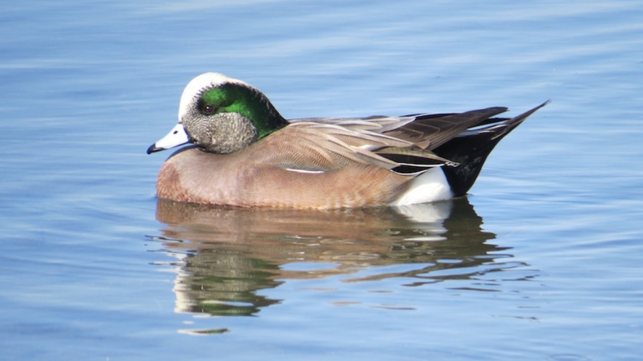 Mareca americana (Gmelin, 1789)