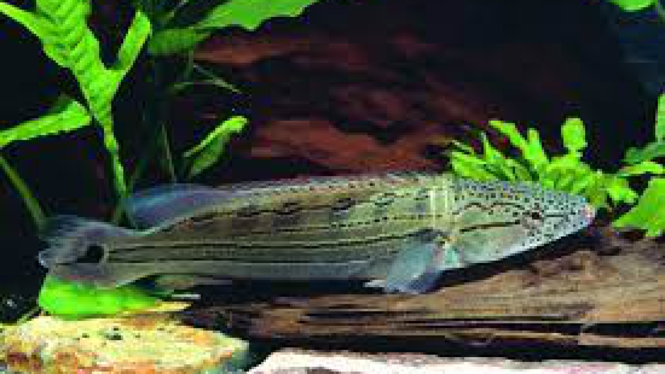 Mataguaro