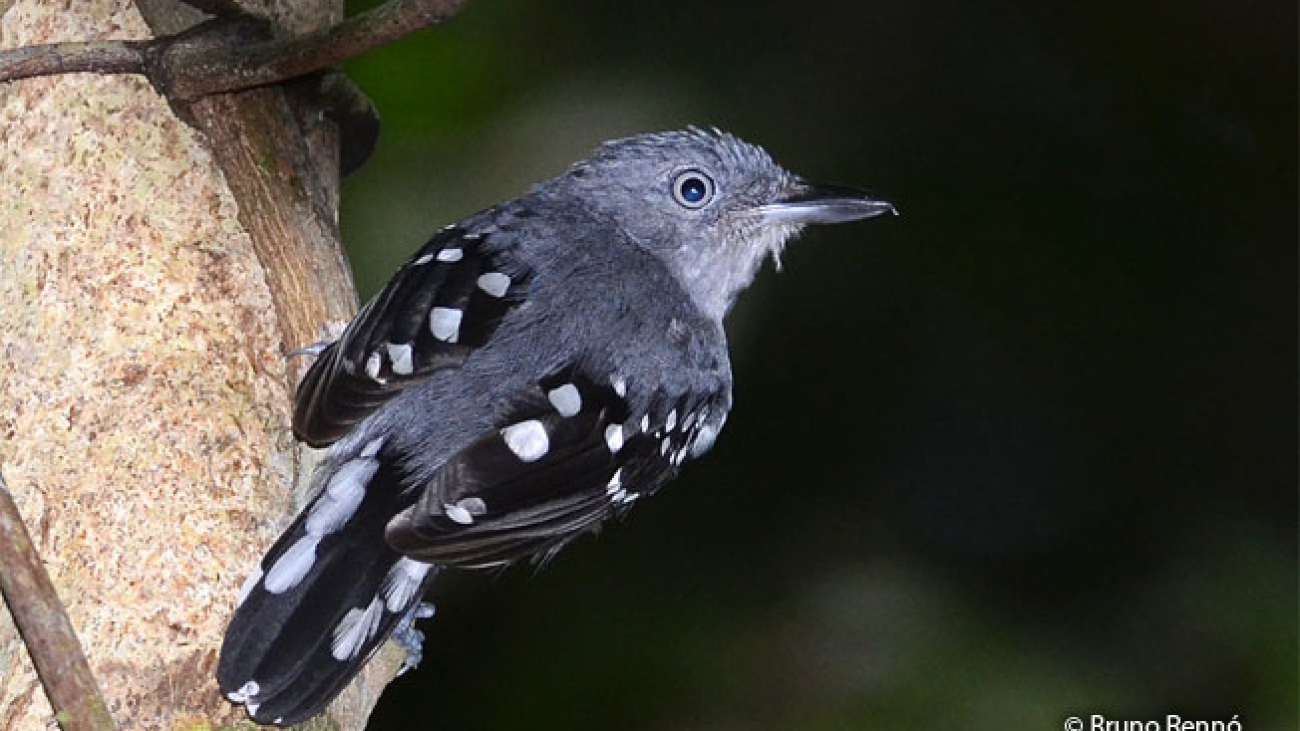 Megastictus margaritatus