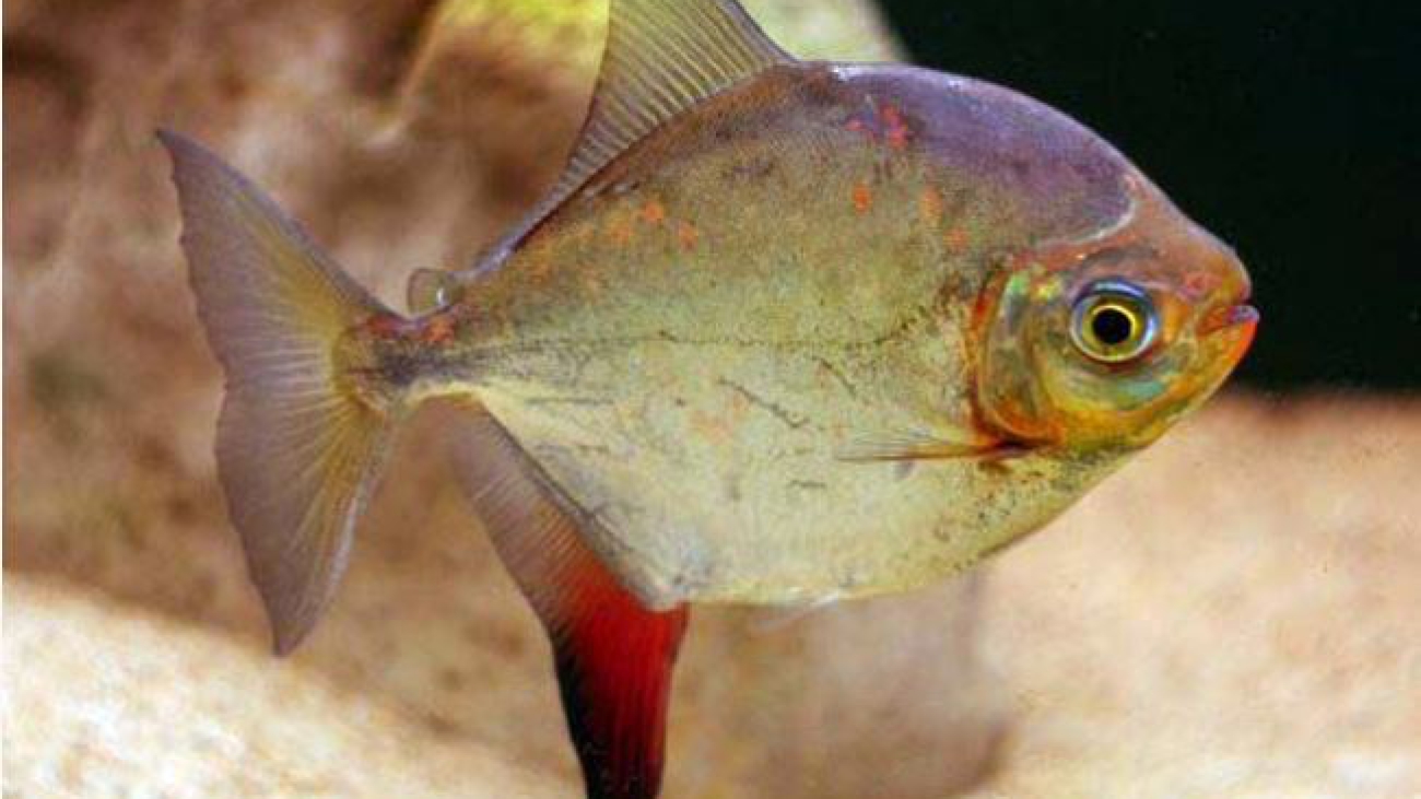 Myloplus rubripinnis