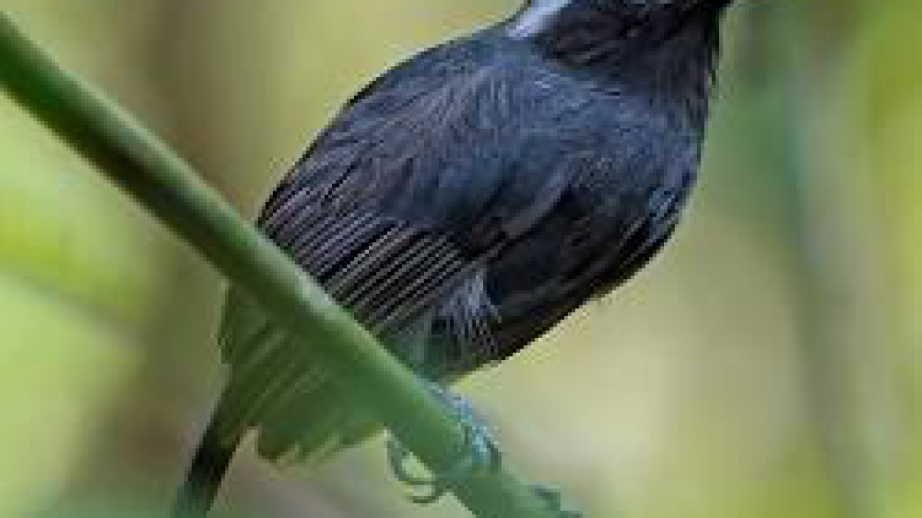 Myrmoborus leucophrys