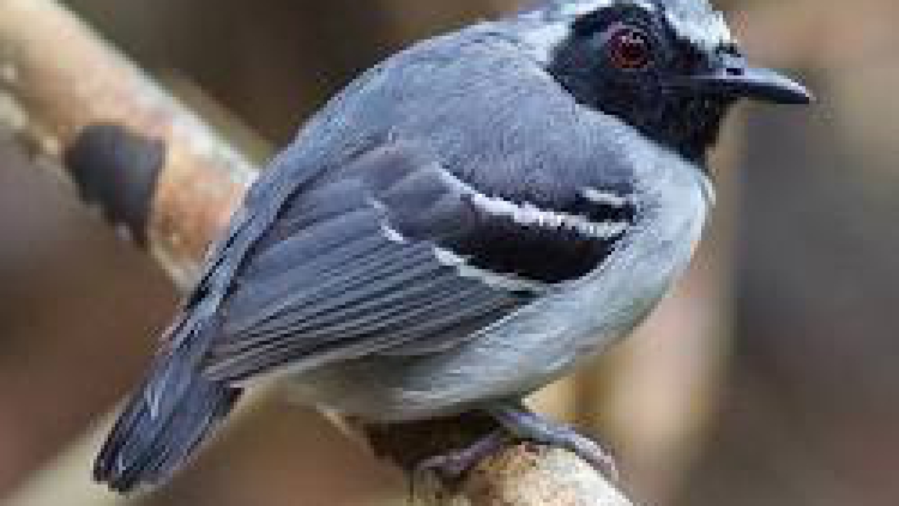 Myrmoborus myotherinus