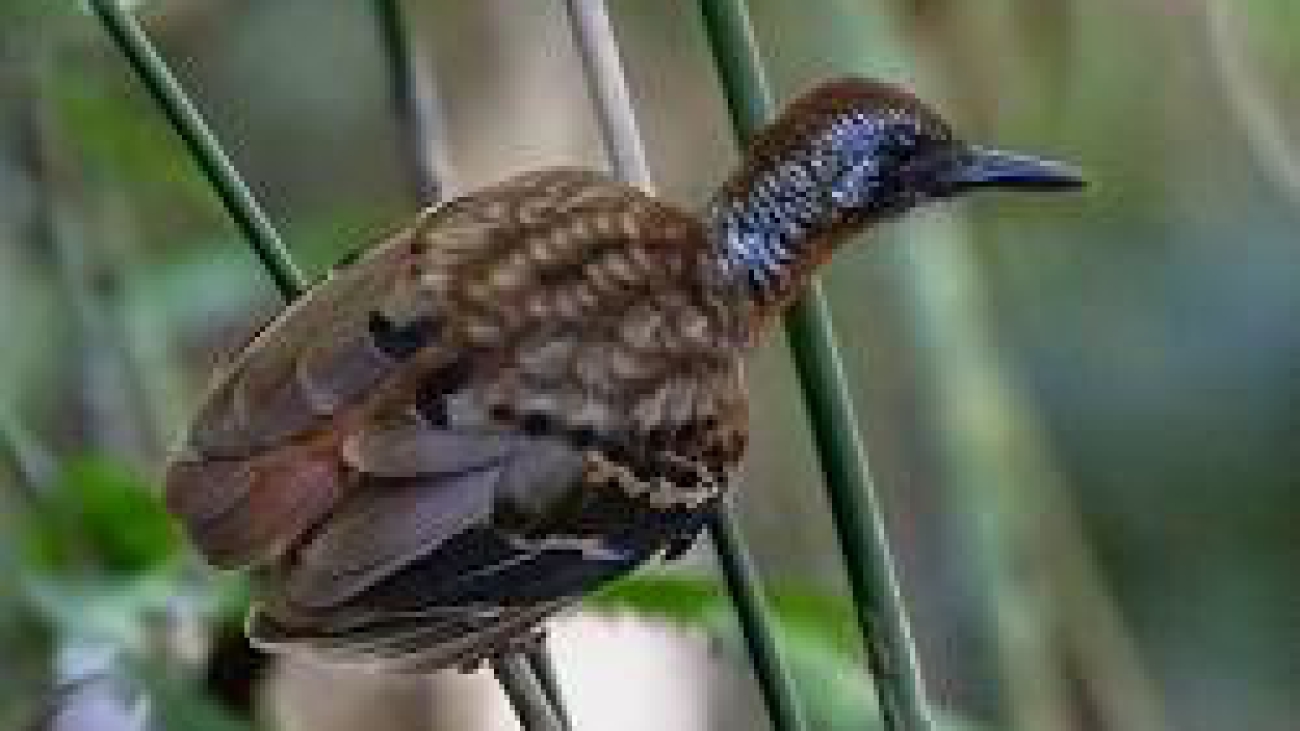 Myrmornis torquata