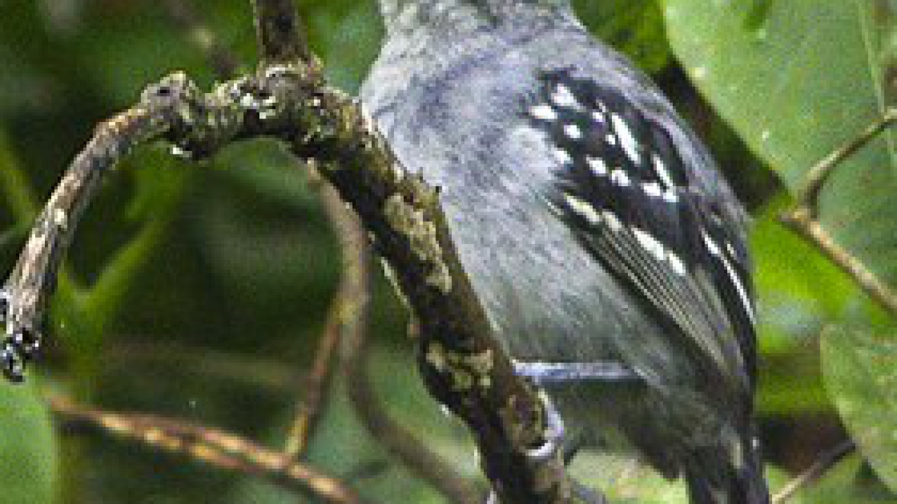 Myrmotherula schisticolor