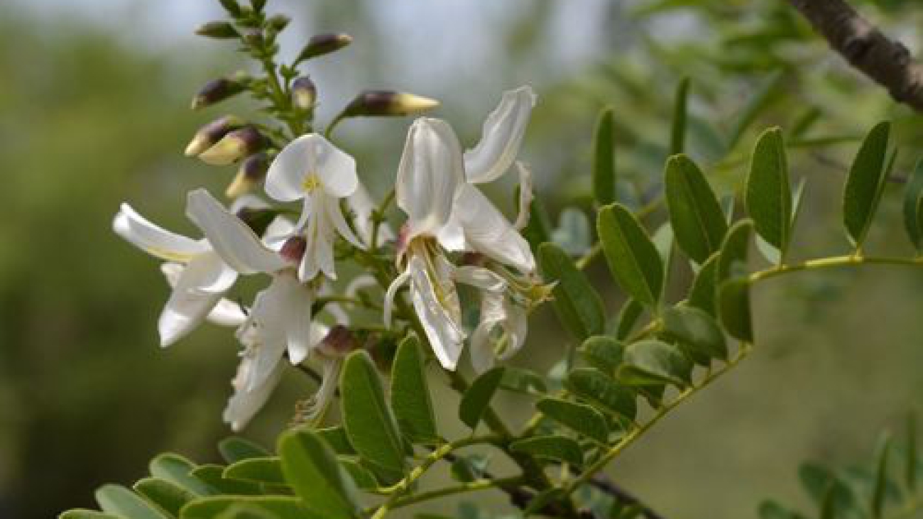 Myrospermum frutescens