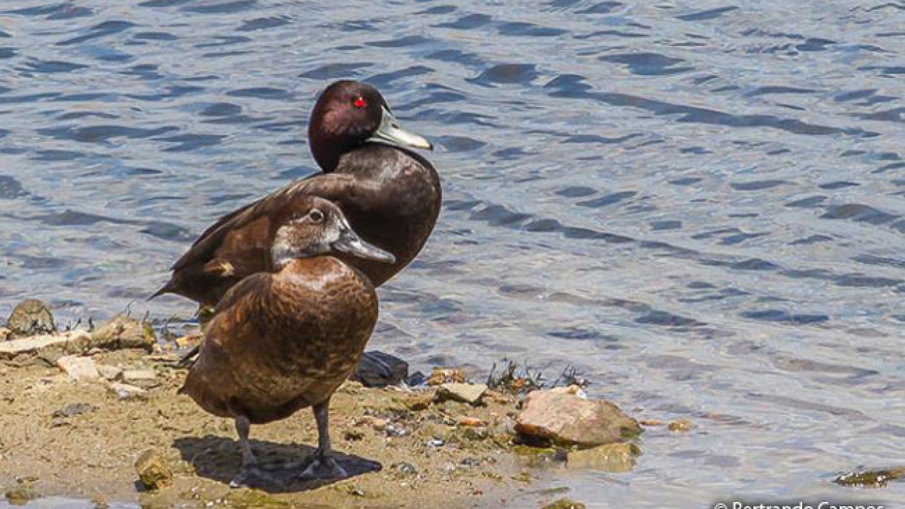 NETTA ERYTHROPHTHALMA MACO Y HEMBRA southern-pochard-5