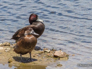 NETTA ERYTHROPHTHALMA MACO Y HEMBRA southern-pochard-5