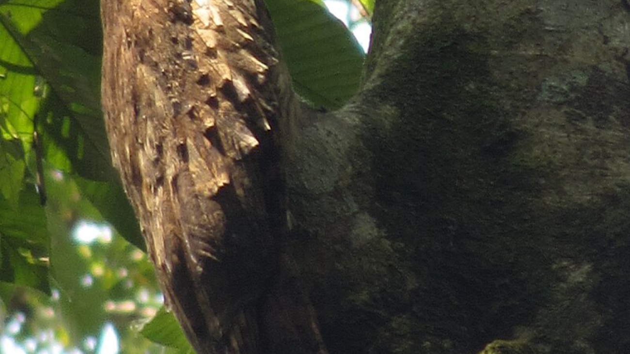Nyctibius aethereus