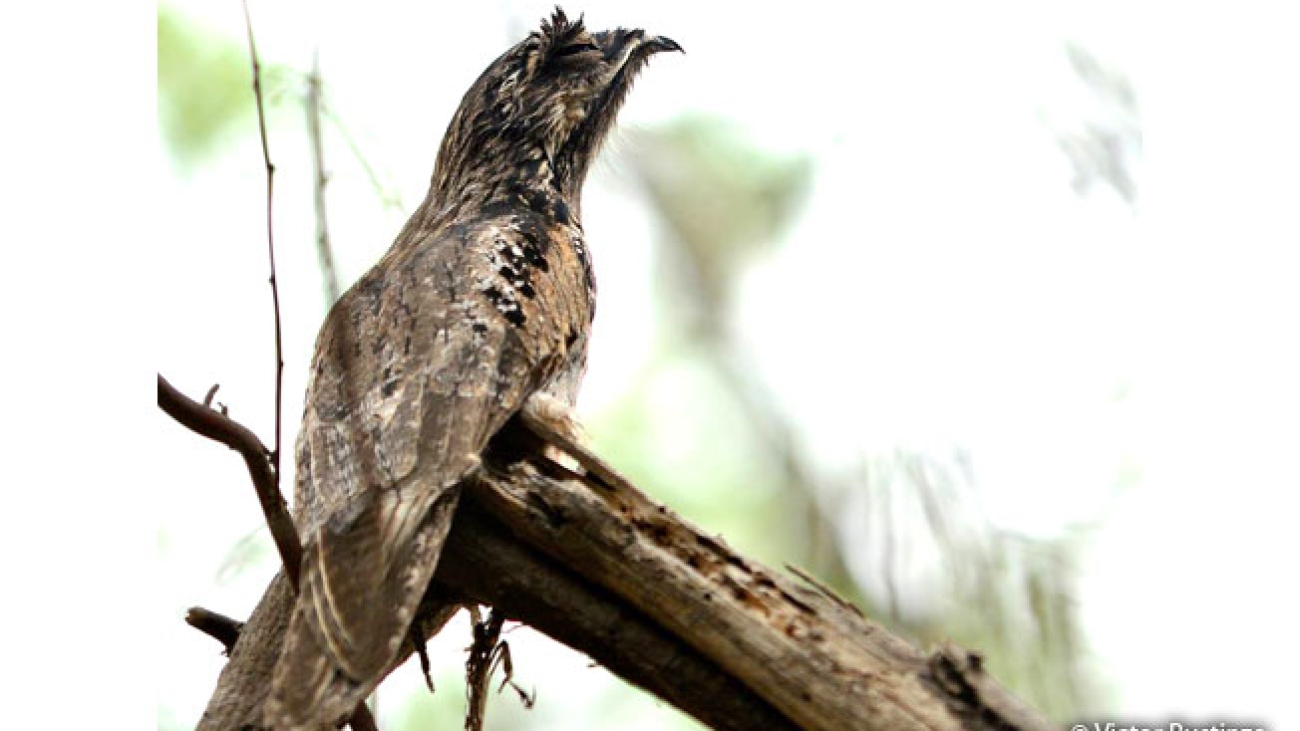 Nyctibius comun